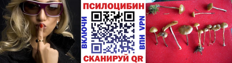 Псилоцибиновые грибы Psilocybe  сайты даркнета какой сайт  Богданович 